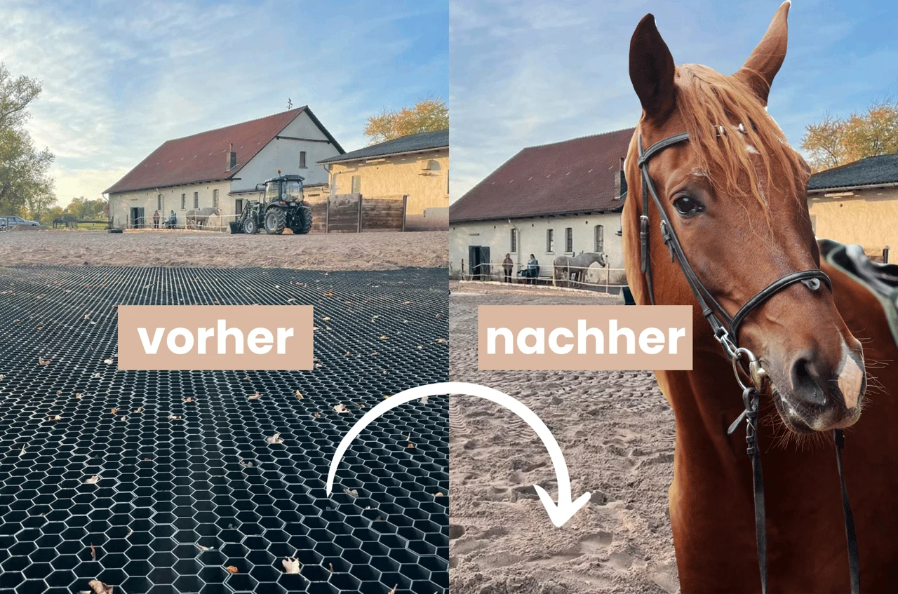 Pferd an einer befestigten Paddockfläche im Vorher-Nachher-Vergleich